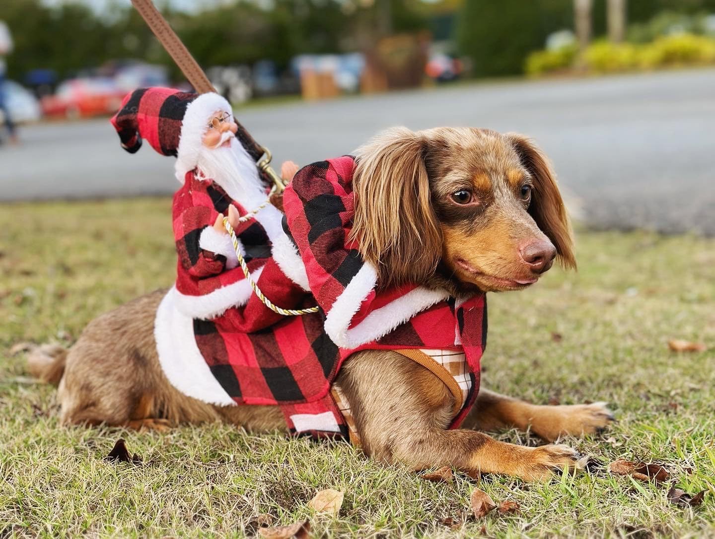 Pet Dog Christmas Costume Santa Claus Riding Outfit Christmas Pet Clothes Reindeer Riding Outfit Pet Christmas Supplies